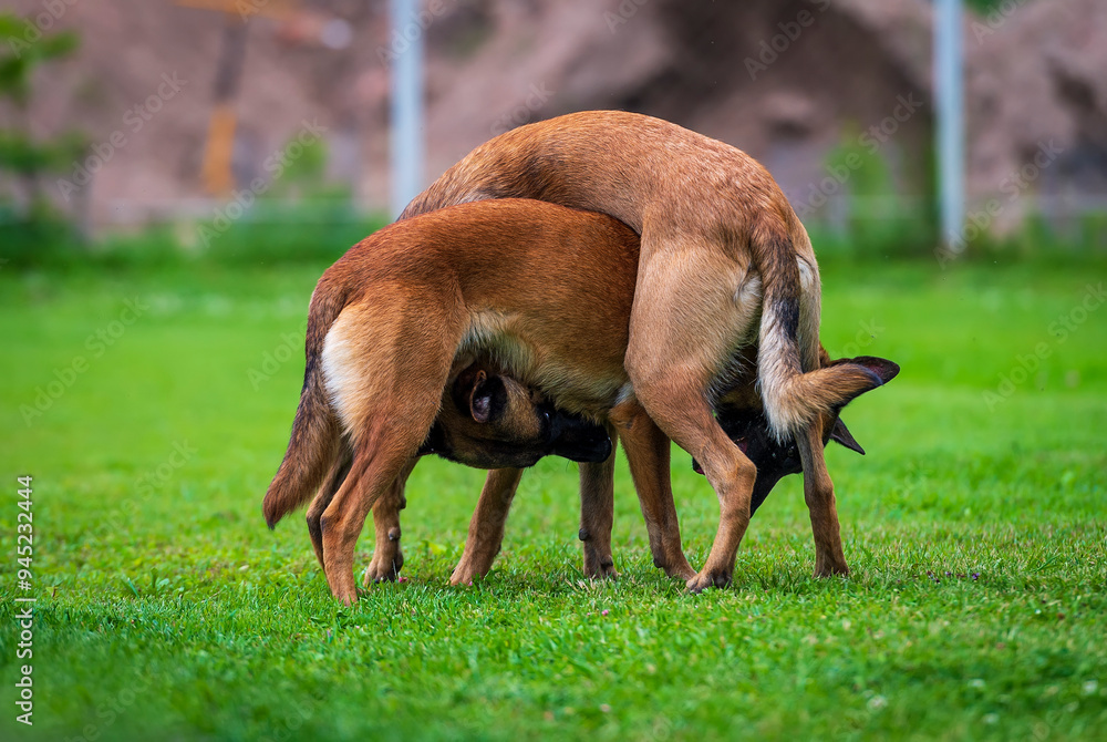 Fototapeta premium Two Belgian shepherd malinois playing on the green grass in the garden