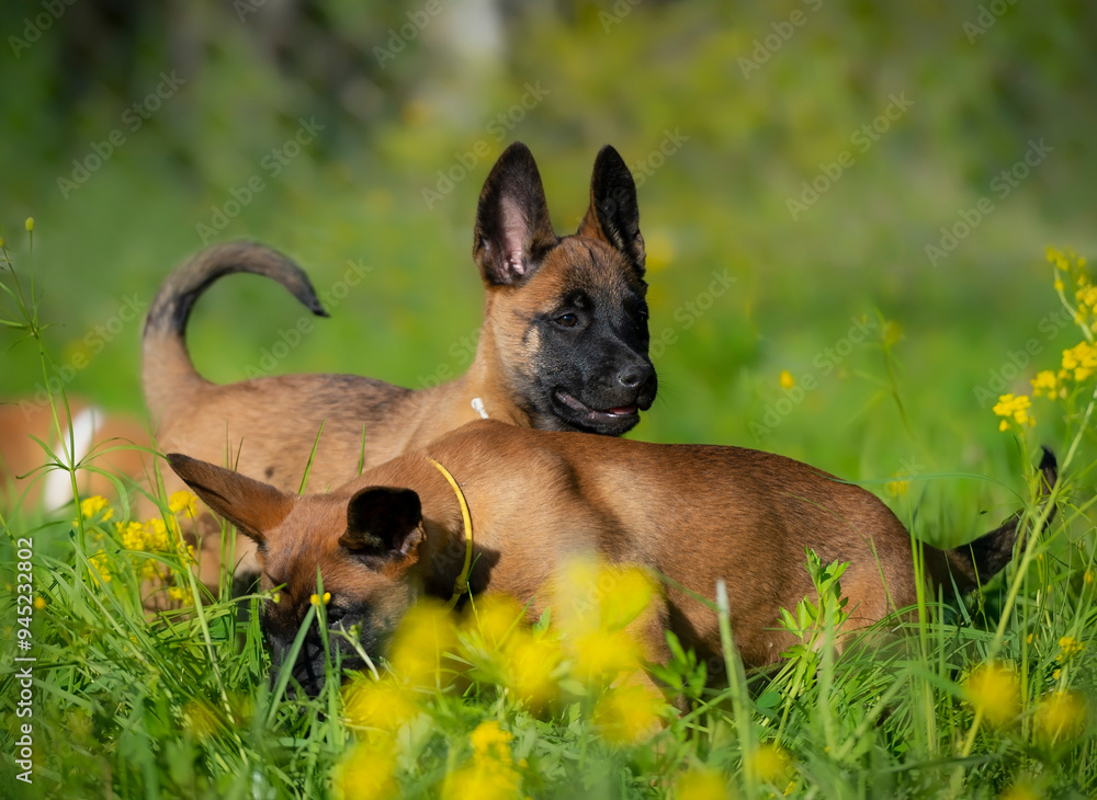 Two puppies belgian shepherd malinois playing on green grass and looking at camera Two puppies belgian shepherd malinois playing on green grass and looking at camera
