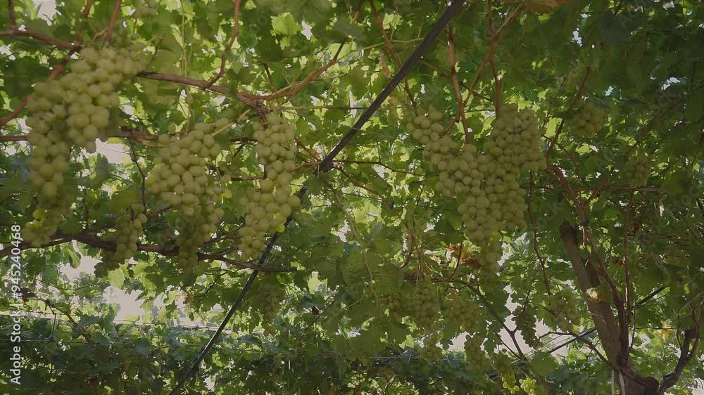Bunches of white table grapes under an awning with sunbeams penetrating, during drip irrigation with sound. Bunches of white table grapes under an awning with sunbeams penetrating, during drip irrigation with sound.