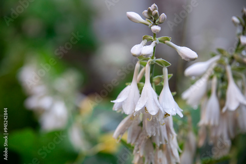 A close up of a white flower with a few drops of water on it photo