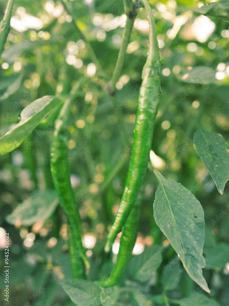 The genus Capsicum pepper plants in the family Solanaceae, which is a spice (spice) one. Nature botany. Chili is biennial plant with a single result. The genus Capsicum pepper plants in the family Solanaceae, which is a spice (spice) one. Nature botany. Chili is biennial plant with a single result.