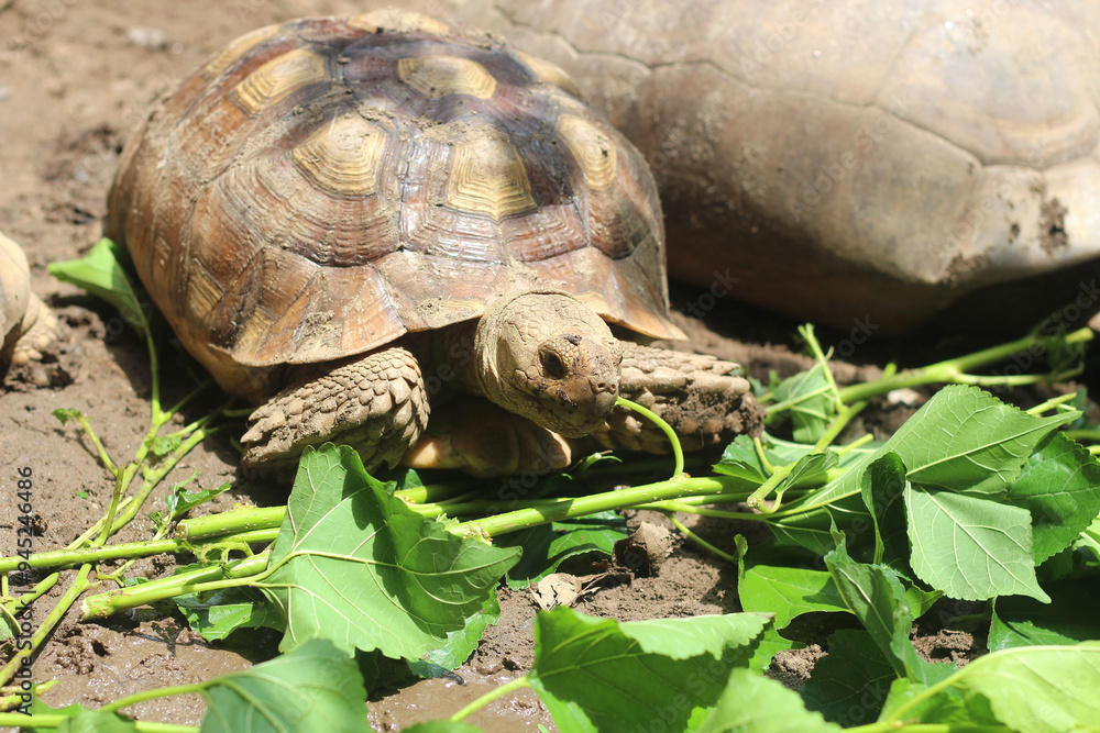 Fototapeta premium Sucata tortoise eating leaf on ground,African Sulcata Tortoise Natural Habitat,Sucata tortoise eating leaf on ground,African Sulcata Tortoise Natural Habitat,Africa spurred tortoise sunbathe