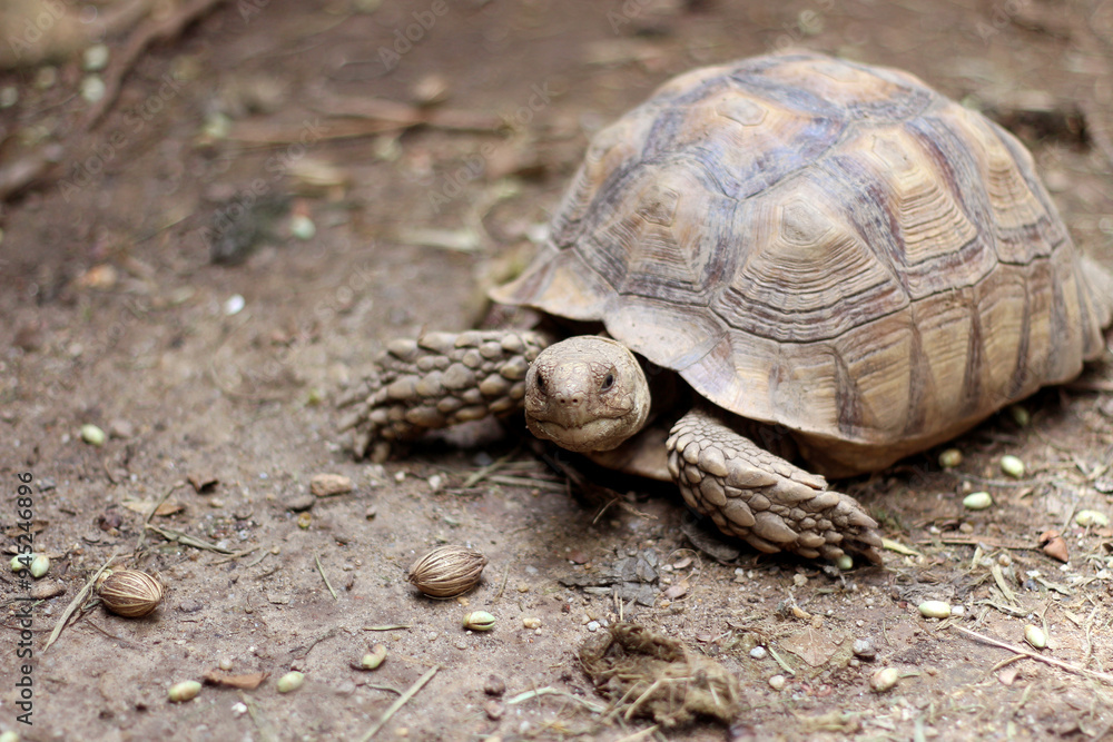 African Sulcata Tortoise Natural Habitat,Close up African spurred tortoise resting in the garden, Slow life ,Africa spurred tortoise sunbathe on ground with his protective shell ,Beautiful Tortoise
African Sulcata Tortoise Natural Habitat,Close up African spurred tortoise resting in the garden, Slow life ,Africa spurred tortoise sunbathe on ground with his protective shell ,Beautiful Tortoise