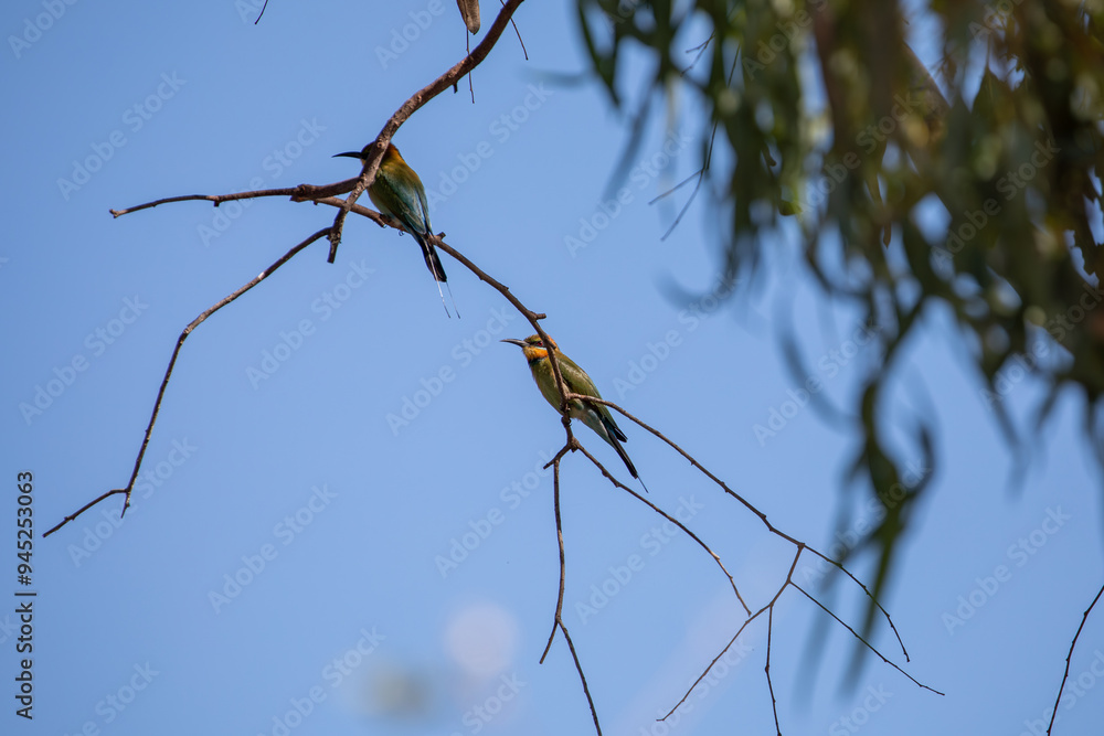 The Rainbow Bee-Eater (Merops ornatus) is a spectacular bird. With its green, blue, chestnut & yellow plumage, its slim build, slender curved bill & distinctive streamers. The Rainbow Bee-Eater (Merops ornatus) is a spectacular bird. With its green, blue, chestnut & yellow plumage, its slim build, slender curved bill & distinctive streamers.