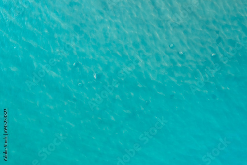 Aerial top view sea turtle floating on green blue water, Turkey summer travel photo