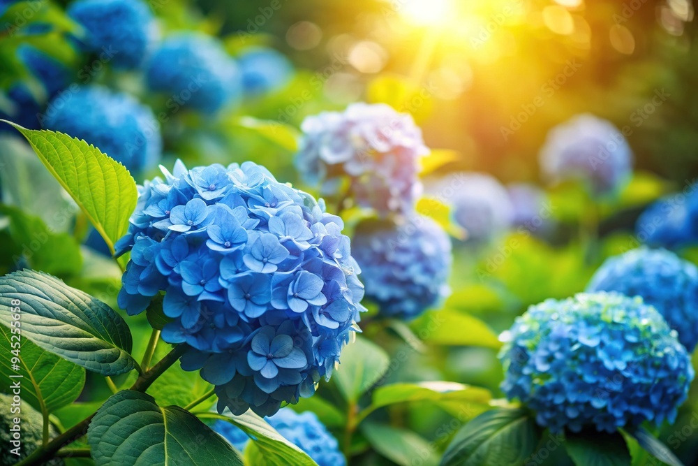 Delicate, soft focus blue hydrangeas blooming in a lush garden, petals subtly swaying in the gentle breeze, surrounded by lush green foliage and warm sunlight. Delicate, soft focus blue hydrangeas blooming in a lush garden, petals subtly swaying in the gentle breeze, surrounded by lush green foliage and warm sunlight.