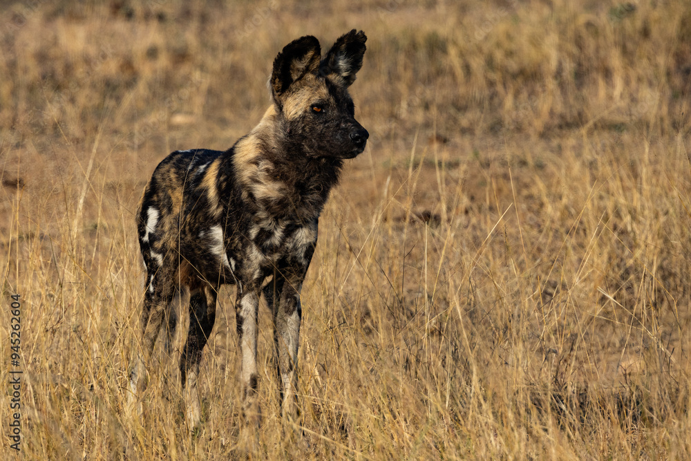 Φωτογραφία Nearby photo of an African Wild Dog (painted dog) (Lycaon pictus) (Wildehond) ne