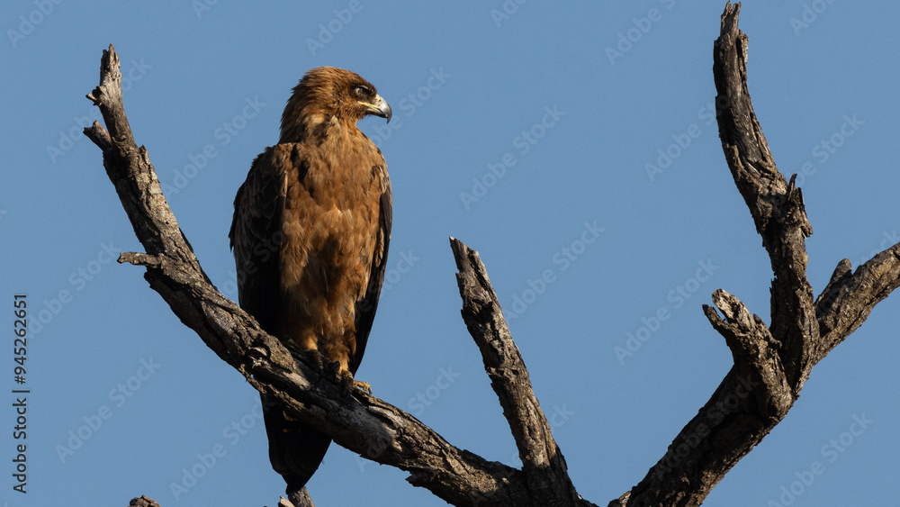 Wahlberg's eagle (Bruinarend) (Hieraaetus wahlbergi) near Crocodile Bridge in the Kruger National Park, Mpumalanga, South Africa Wahlberg's eagle (Bruinarend) (Hieraaetus wahlbergi) near Crocodile Bridge in the Kruger National Park, Mpumalanga, South Africa