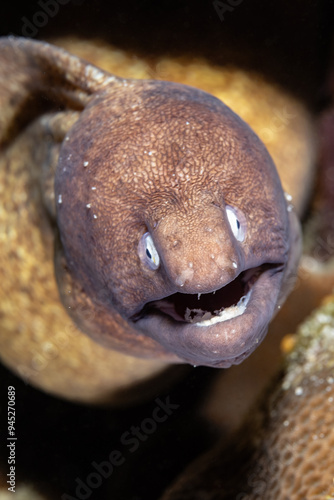 Moray eel