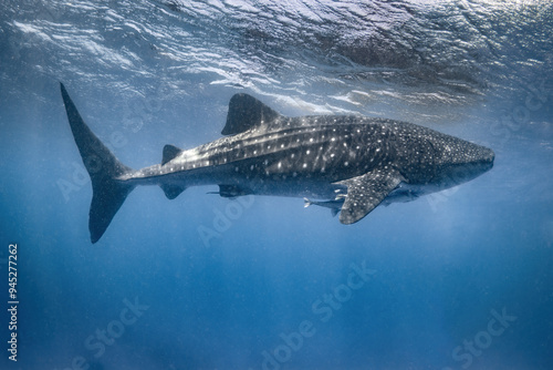 Whale shark