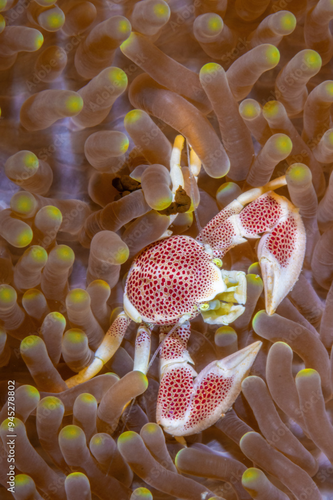 Spotted Porcelain Crab Spotted Porcelain Crab