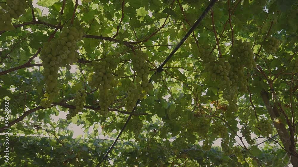 Bunches of white table grapes under an awning with sun rays penetrating, during drip irrigation with audio 3 Bunches of white table grapes under an awning with sun rays penetrating, during drip irrigation with audio 3