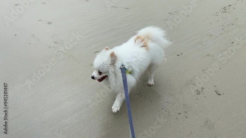 POV first person point of view  walking dog on leash on sandy beach. Dog scared of water photo