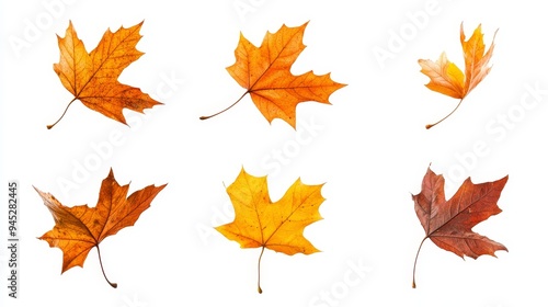 A row of autumn leaves are scattered across a white background