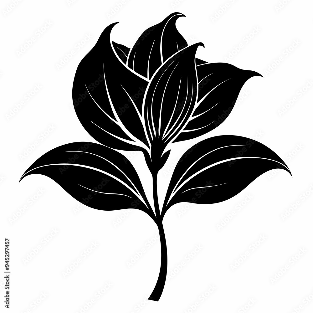 Hosta flower Black silhouette Hosta flower Black silhouette