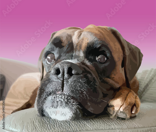 139-41-dog.eps Boxer dog resting its head on a grey couch with a vibrant pink background