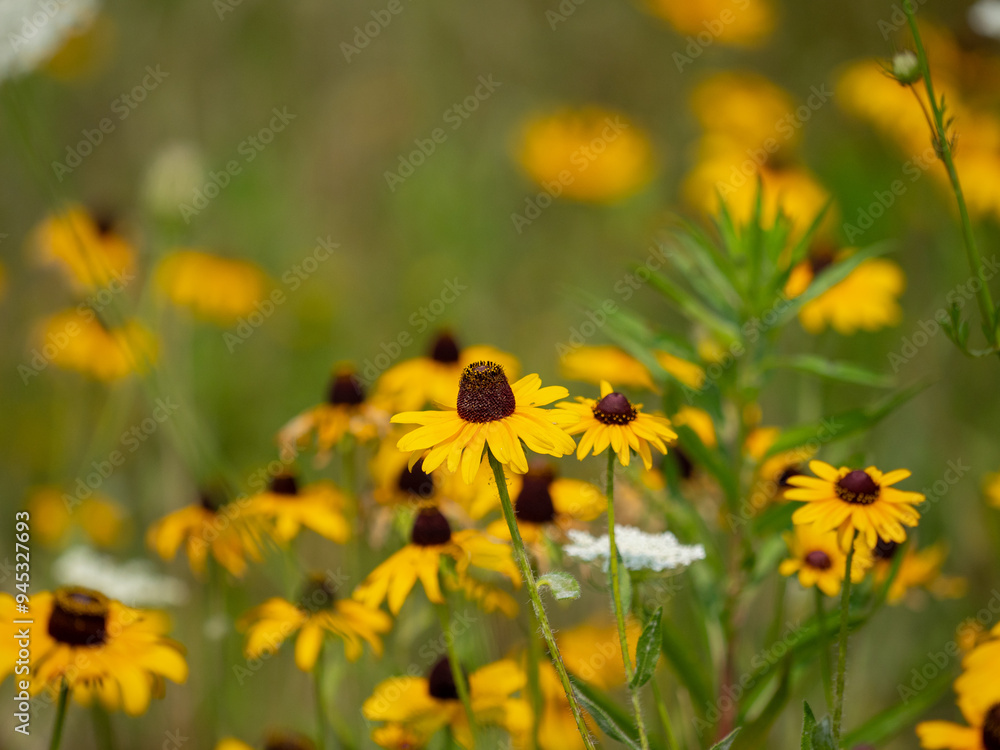 Flower meadow under a clear summer sky in color field Flower meadow under a clear summer sky in color field