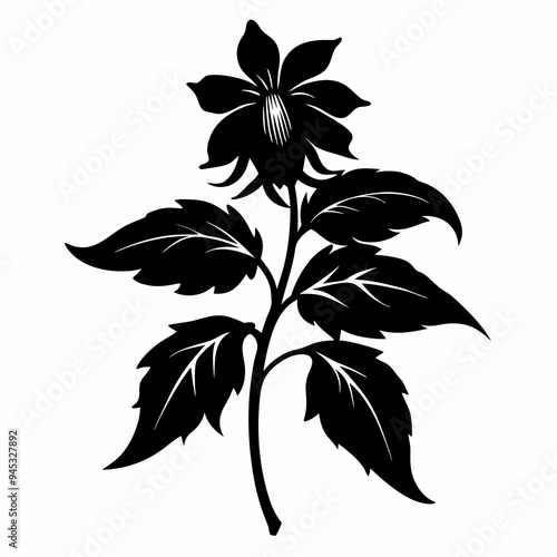 Balsam flower Black silhouette