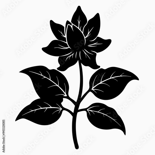 Balsam flower Black silhouette
