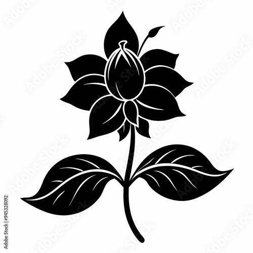 Balsam flower Black silhouette