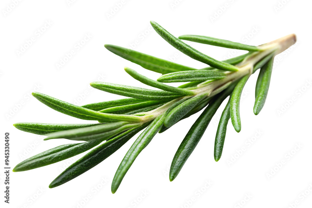 A close-up of a rosemay sprig, its vibrant green color detailed with visible veins. The transparent background enhances the leaf’s fresh appearance A close-up of a rosemay sprig, its vibrant green color detailed with visible veins. The transparent background enhances the leaf’s fresh appearance