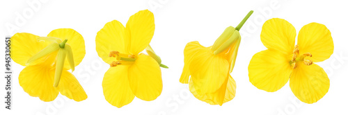 Rapeseed flowers isolated on white background, Top view. Flat lay