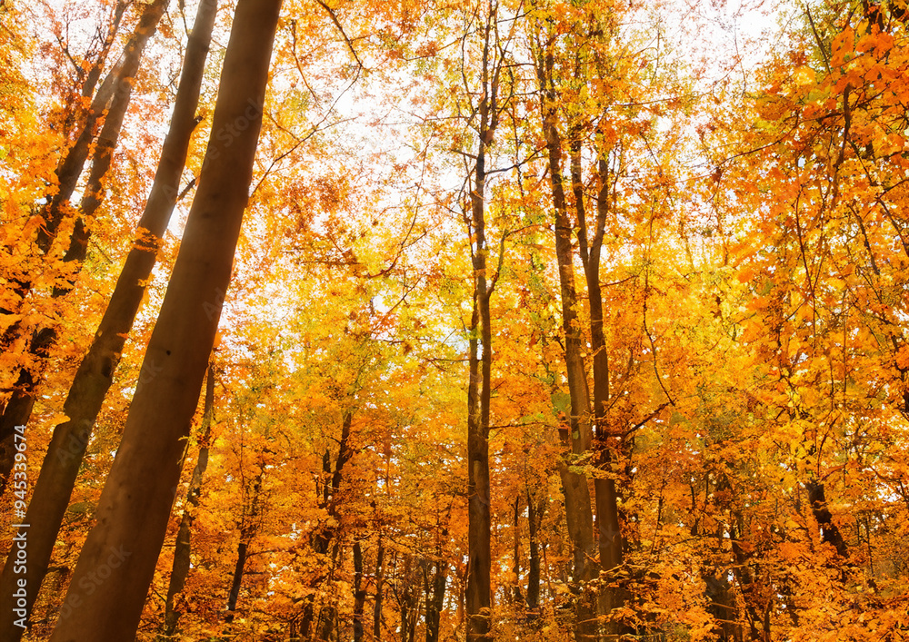 Fototapeta premium 日本 秋 落ち葉 森 林 背景 壁紙