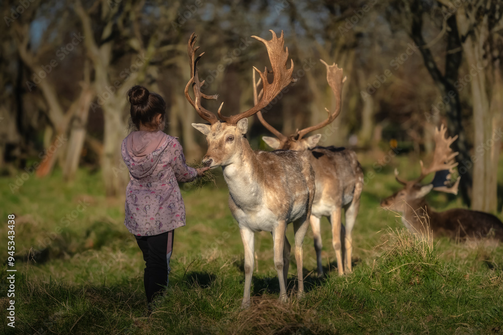 Young girl feeding multiple Fallow Deer with large antlers, with blurred forest in the background in Phoenix Park, Dublin, Ireland