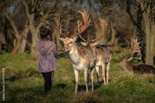 Obraz na płótnie Young girl feeding multiple Fallow Deer with large antlers, with blurred forest in the background in Phoenix Park, Dublin, Ireland w salonie