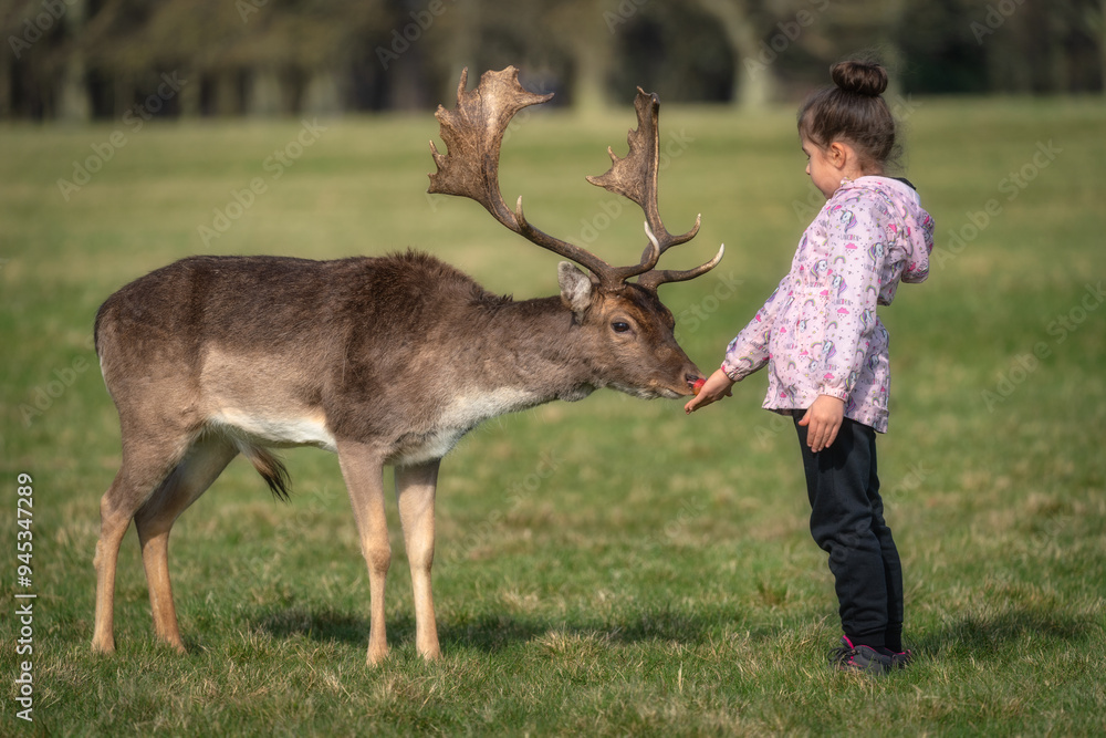 Young girl feeding apple to Fallow Deer with large antlers, with blurred forest and field in the background in Phoenix Park, Dublin, Ireland
