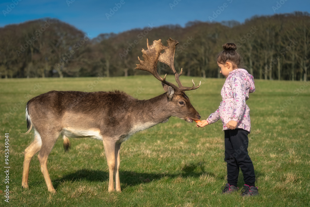 Closeup on young girl feeding carrot to Fallow Deer with large antlers, with blurred forest and field in background in Phoenix Park, Dublin, Ireland