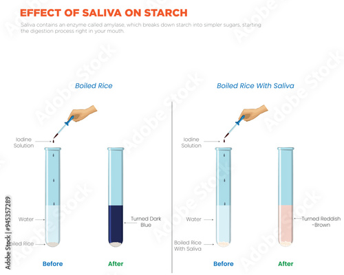 Saliva's Role in Starch Breakdown How Amylase Begins Digestion in the Mouth
