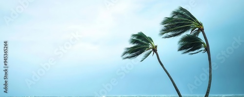 Galeforce winds bending palm trees during a tropical storm, extreme weather, powerful wind