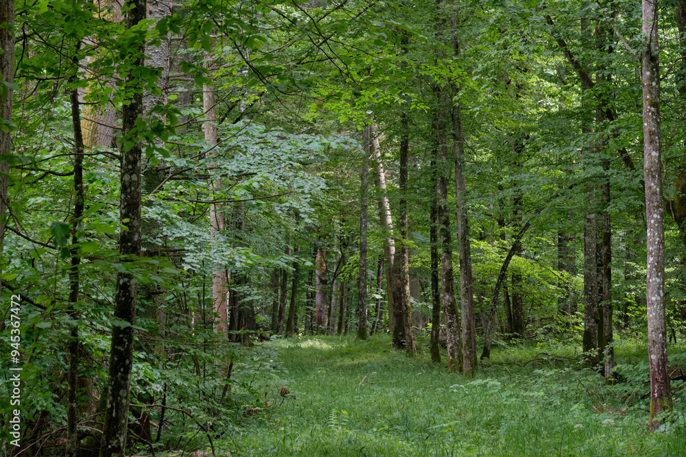 Springtime deciduous stand with old trees