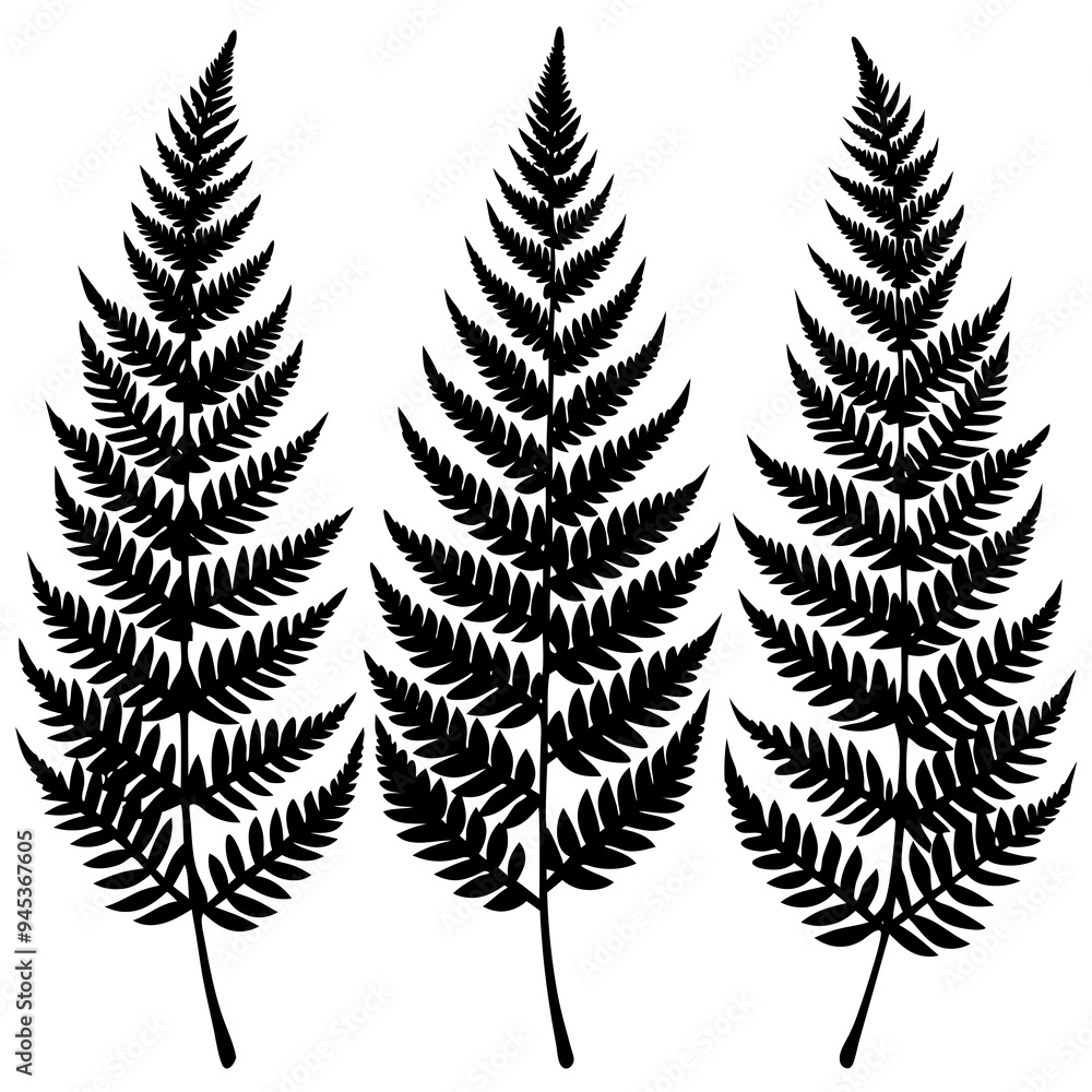 A pack of fern leaf silhouettes 3 vector illustration A pack of fern leaf silhouettes 3 vector illustration