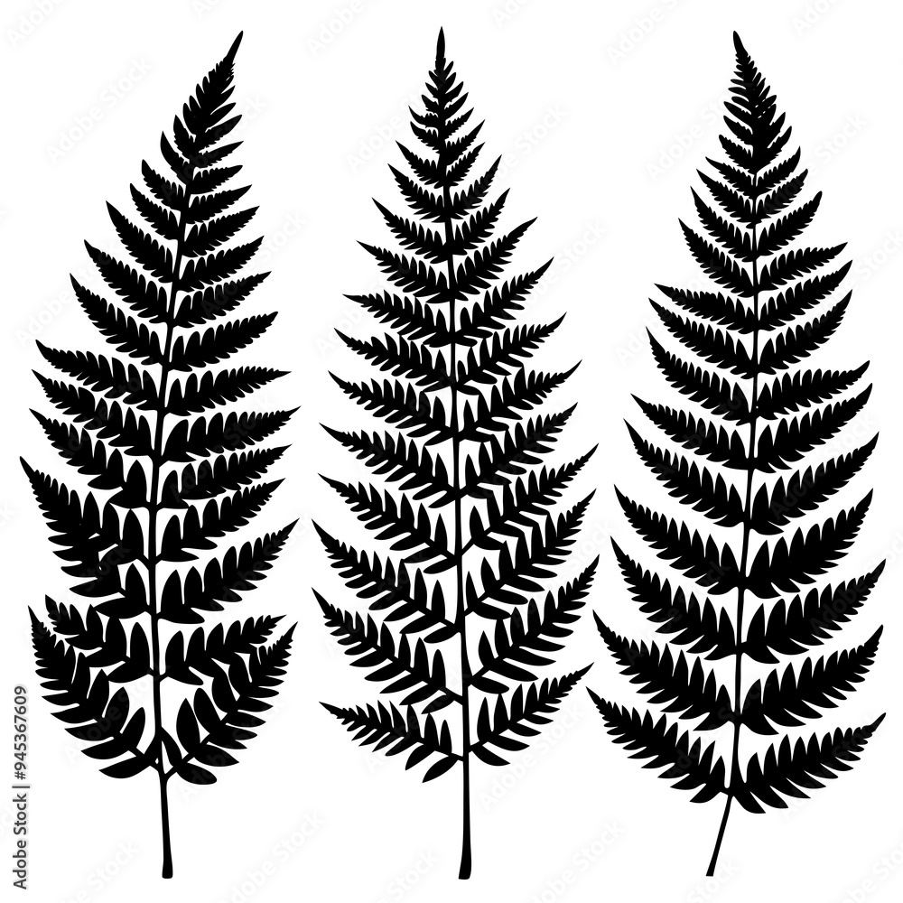 A pack of fern leaf silhouettes 3 vector illustration A pack of fern leaf silhouettes 3 vector illustration