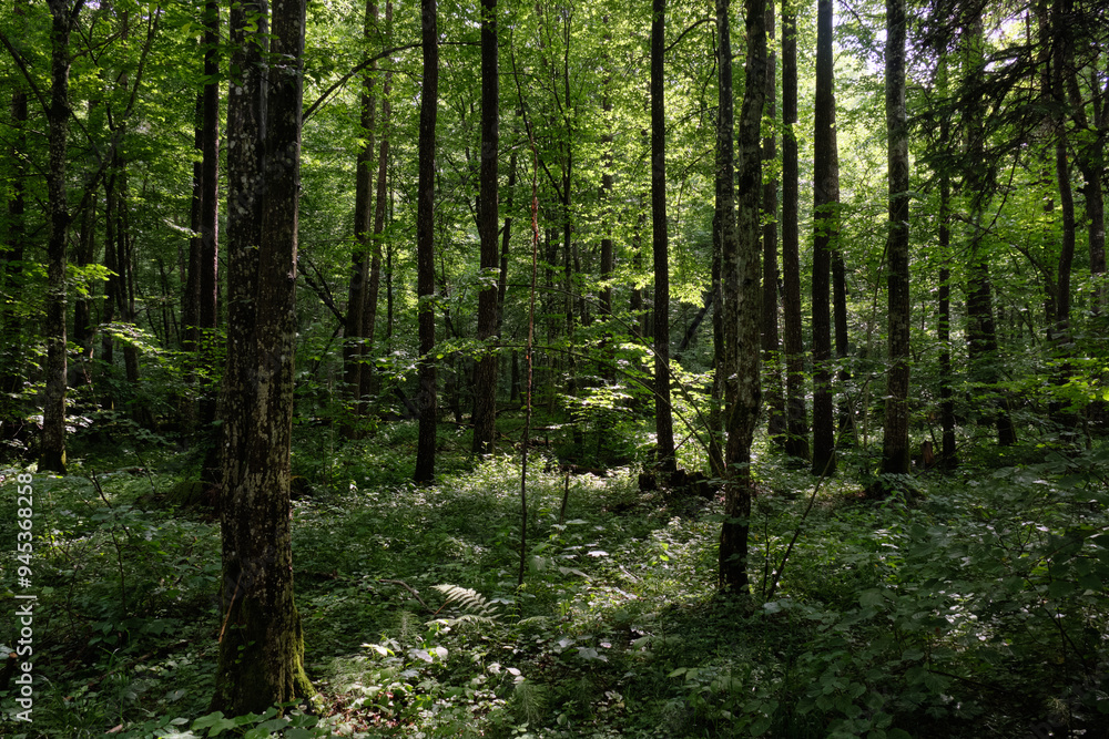 Springtime deciduous stand with old trees Springtime deciduous stand with old trees