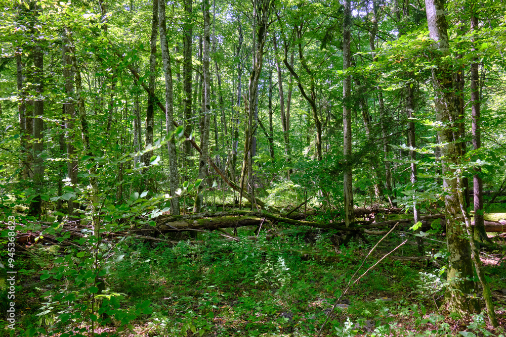 Summertime deciduous primeval tree stand Summertime deciduous primeval tree stand