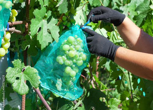 A farmer tends to the grape harvest in a vineyard. Caring for grape bushes. Pinching and pruning grapes. photo