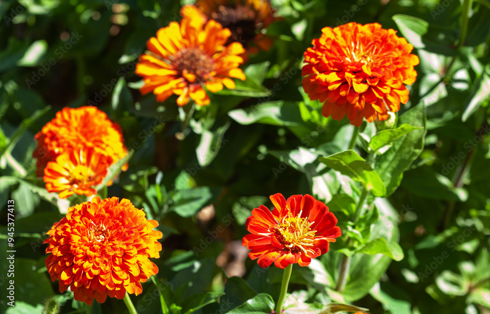 Blooming red-orange zinnia in the garden. Blooming red-orange zinnia in the garden.