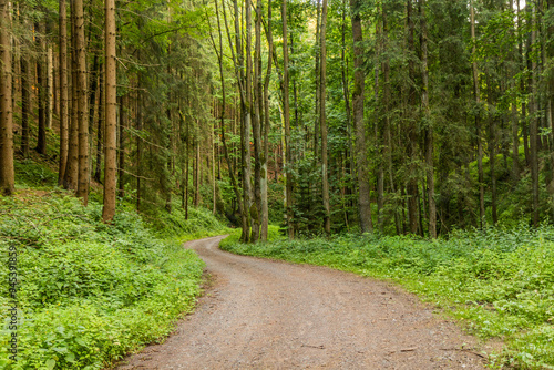 Fototapeta Naklejka Na Ścianę i Meble -  Path in Jablonsky les forest near Letohrad, Czech Republic