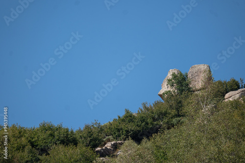 pine tree in the mountains