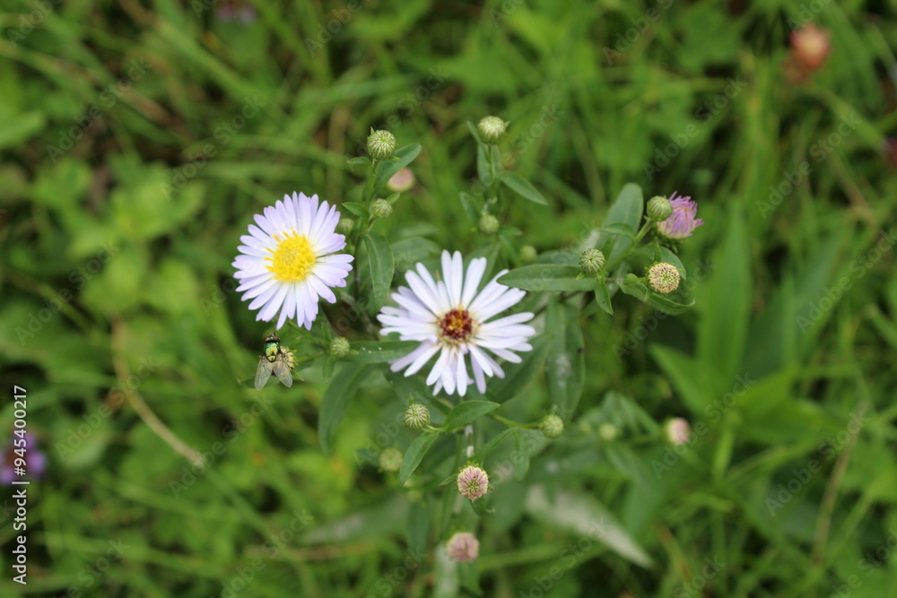 Leucanthemum vulgare, Ox-eye Daisy, Dog Daisy, Marguerite or perennial wildflower Leucanthemum vulgare, Ox-eye Daisy, Dog Daisy, Marguerite or perennial wildflower