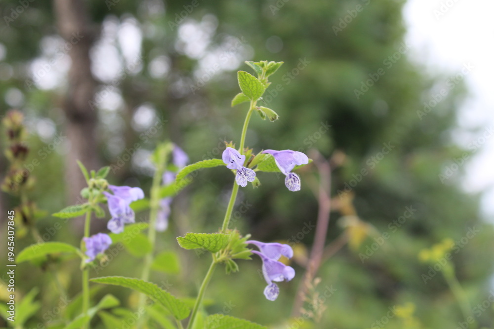 Scutellaria galericulata, the common skullcap, marsh skullcap or hooded skullcap, Scutellaria galericulata, the common skullcap, marsh skullcap or hooded skullcap,