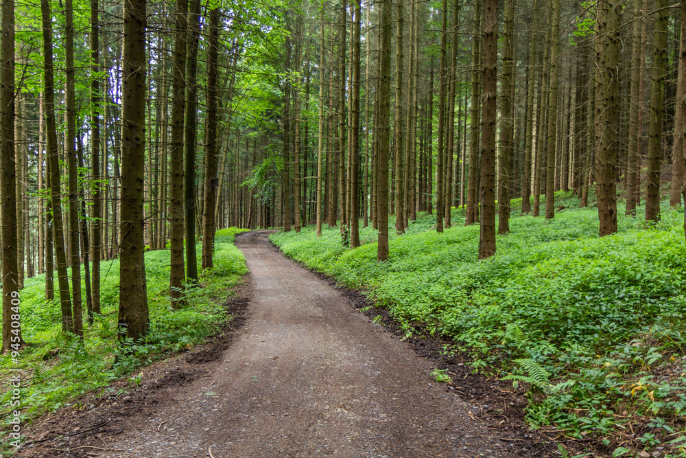 Naklejka premium Forest trail near Letohrad, Czech Republic