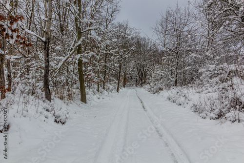 Wallpaper Mural Winter snow covered path in Cesky raj area, Czech Republic Torontodigital.ca