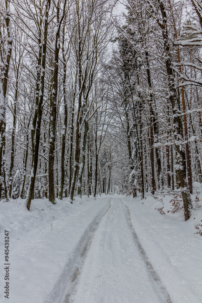 Obraz premium Winter snow covered path in Cesky raj area, Czech Republic