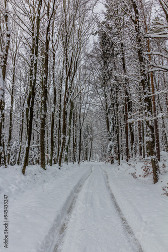 Wallpaper Mural Winter snow covered path in Cesky raj area, Czech Republic Torontodigital.ca