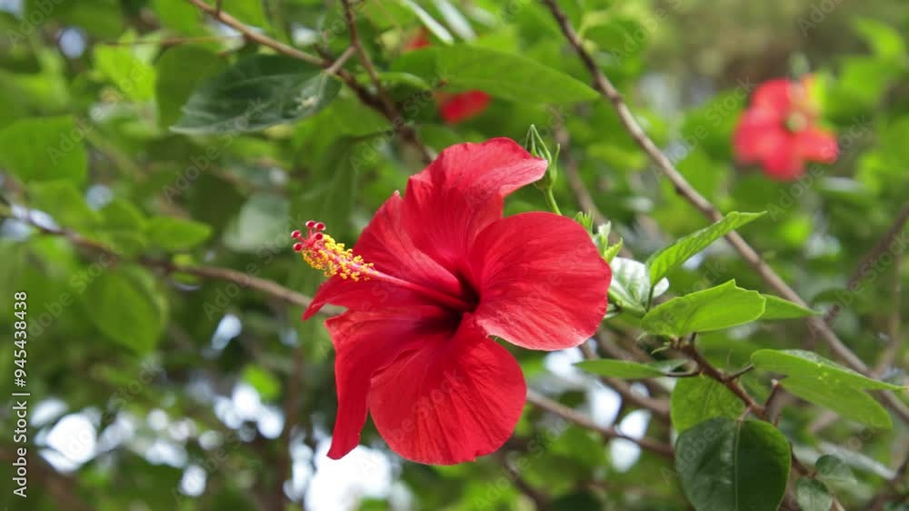 fleur rouge d'hibiscus, en gros plan fleur rouge d'hibiscus, en gros plan