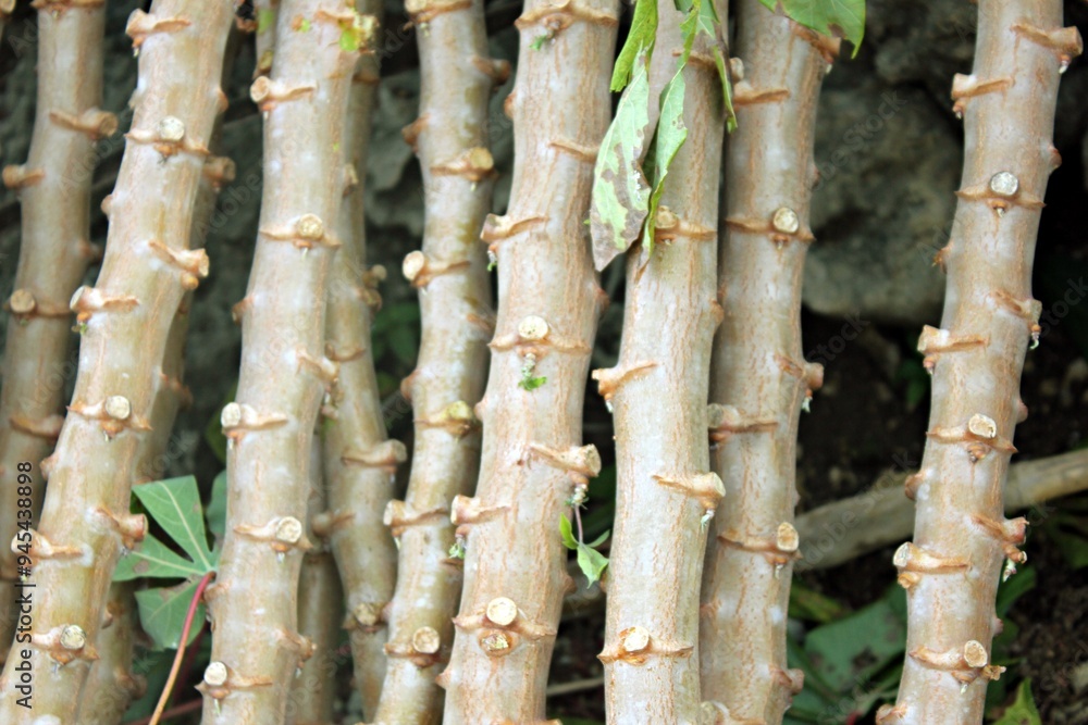 cassava tree trunks that have been placed and will be planted again cassava tree trunks that have been placed and will be planted again